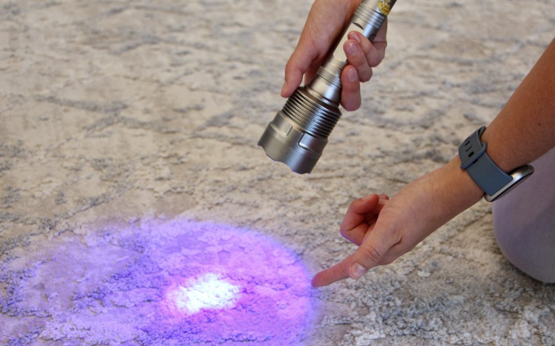 How We Remove Pet Urine Stains and Odors