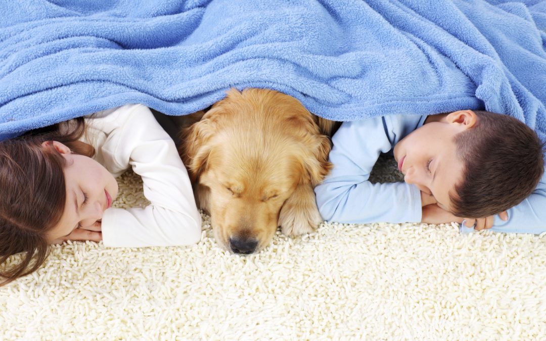 A Local Pet Owner’s Guide to Cleaner Carpets