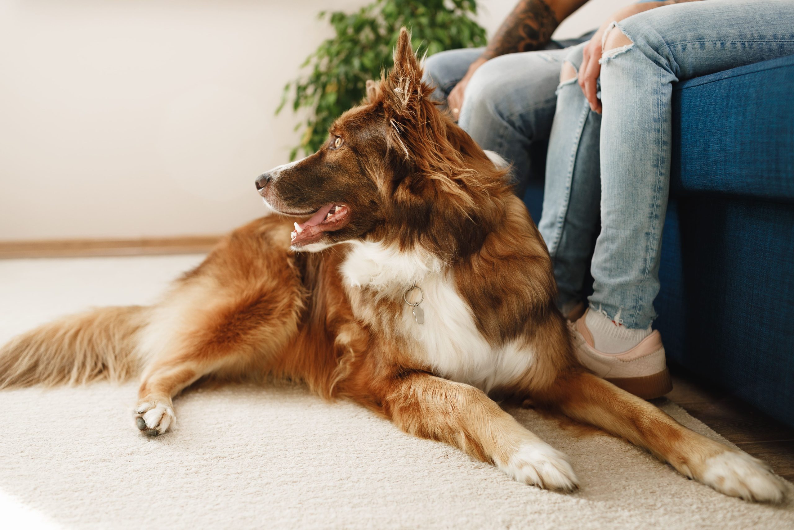 Pet Urine Removal in Larkspur, CA - Clean Living Chem-Dry Border collie sitting on carpets cleaned by Clean Living Chem-Dry